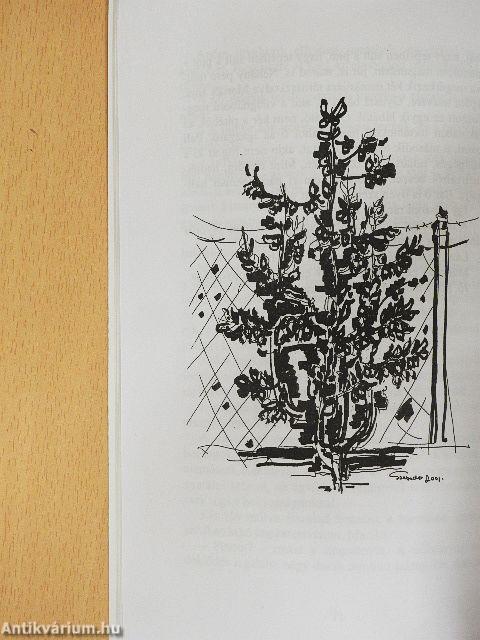 Mezítlábas kisvárosom