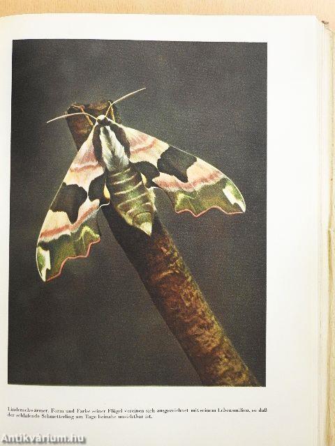 Der Geheimnisvolle Wald