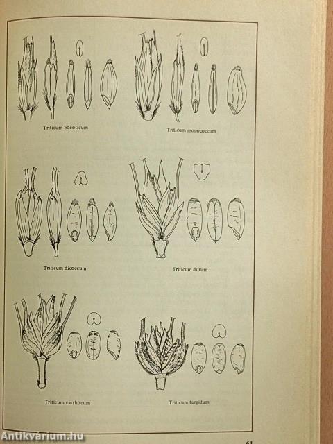 A búzatermesztés kézikönyve