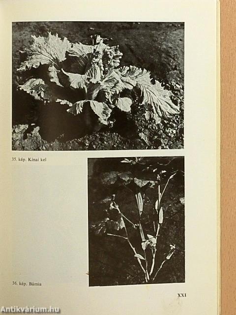 Zöldségkülönlegességek