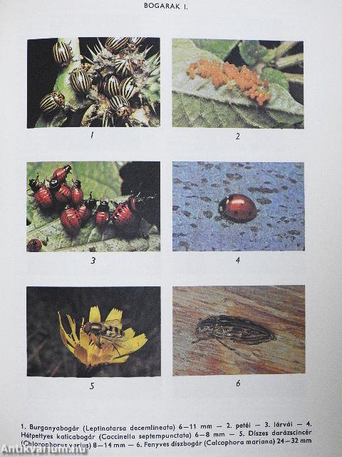 Biológiai lexikon 1-4.