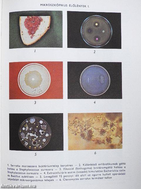 Biológiai lexikon 1-4.