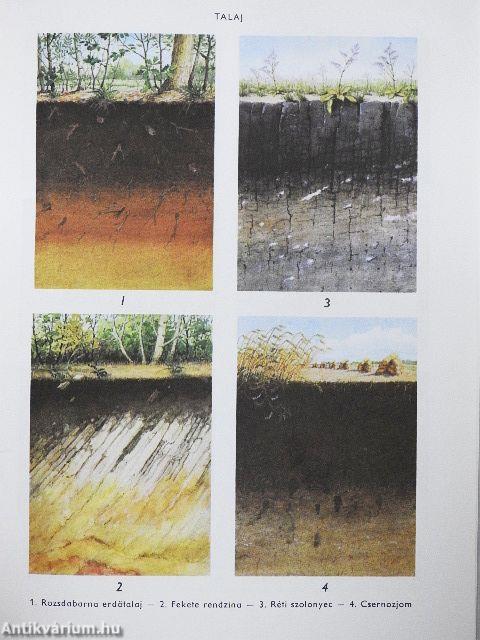 Biológiai lexikon 1-4.