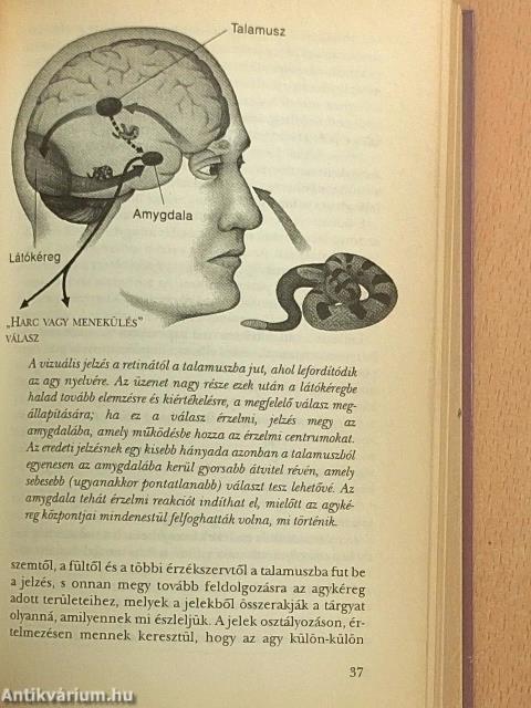 Érzelmi intelligencia - E.Q.