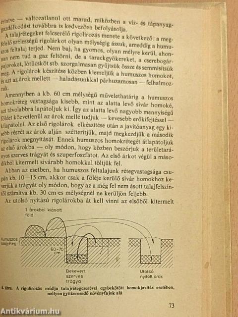 Kiskert a homoktalajon