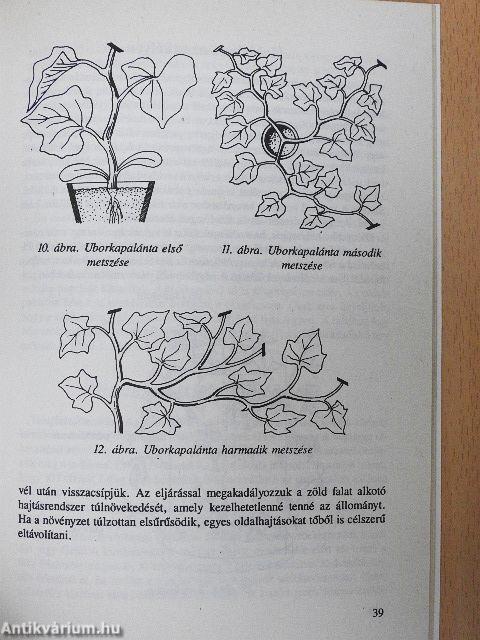 Paradicsom, paprika, uborka a kertben