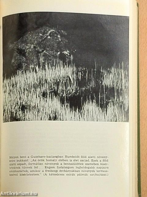 Az Orinoco vadonában