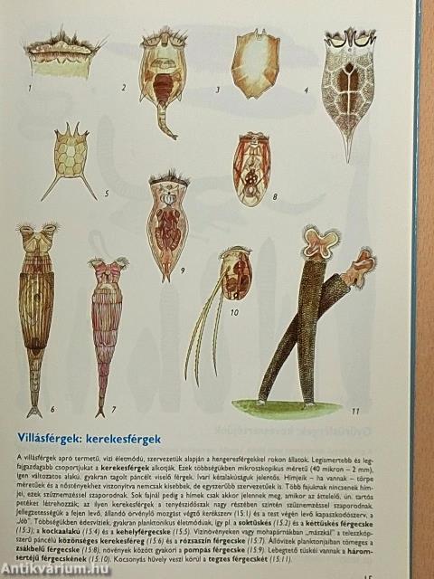Állatismeret