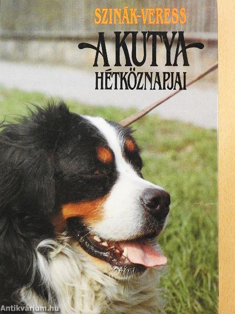 A kutya hétköznapjai