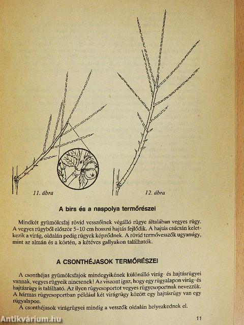 Gyümölcsfák alakító metszése