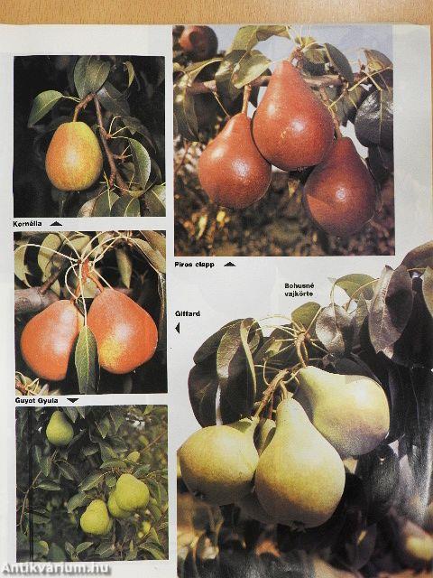 Kertbarát Magazin 1989. nyár