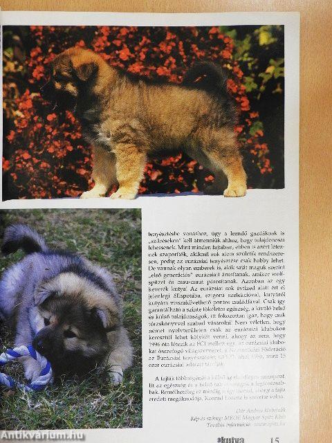 A Kutya 2010. augusztus