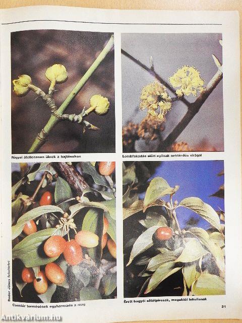 Kertbarát Magazin 1990/4.