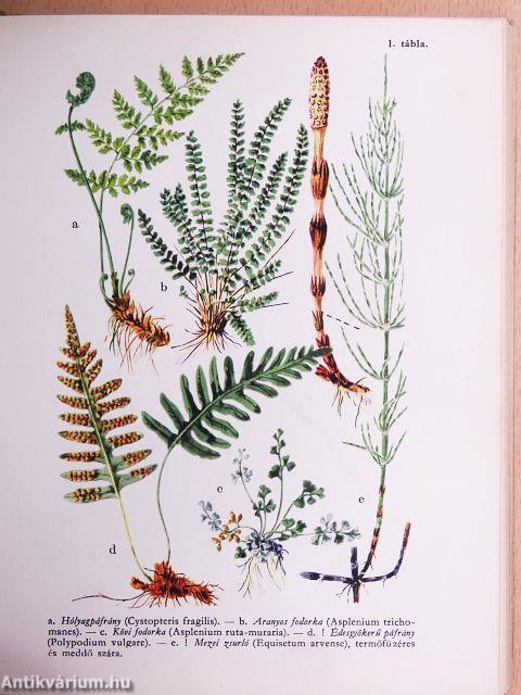 Erdő mező virágai