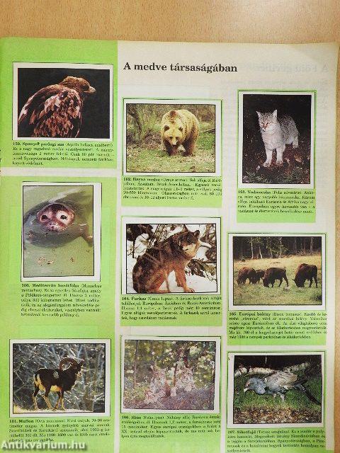 WWF - Védett állatok