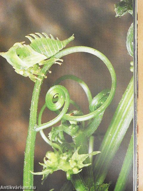 Az élet erőpróbái