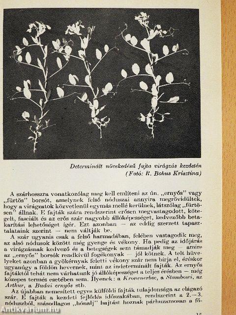 Étkezési szárazborsó