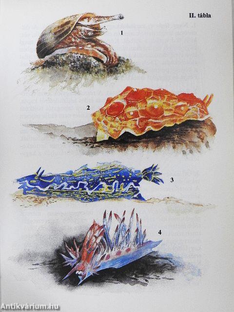 Különös állatok