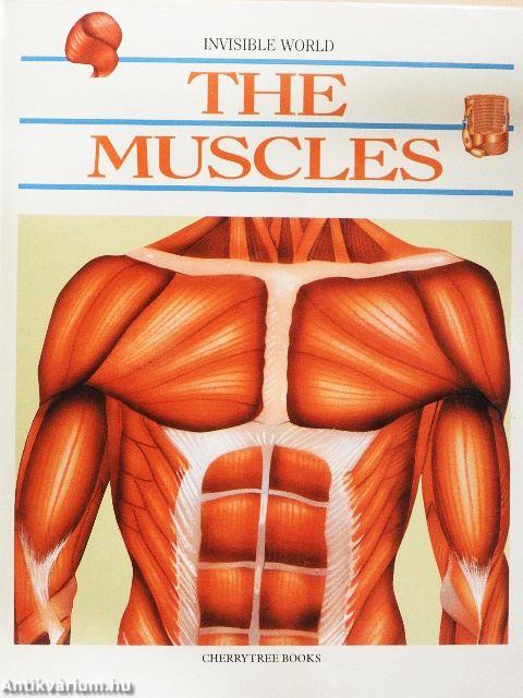 The Muscles