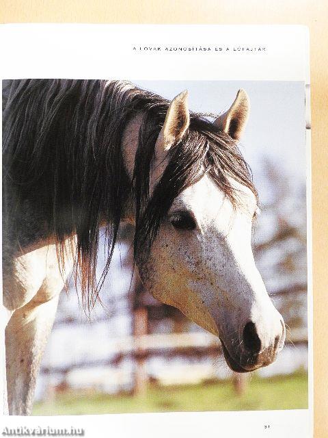 Lovasok kézikönyve