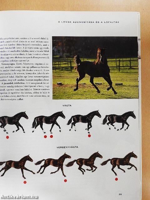 Lovasok kézikönyve