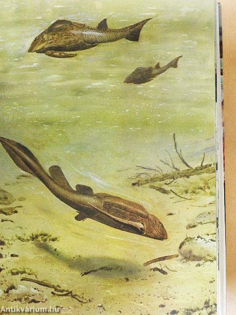 Élet az ember előtt