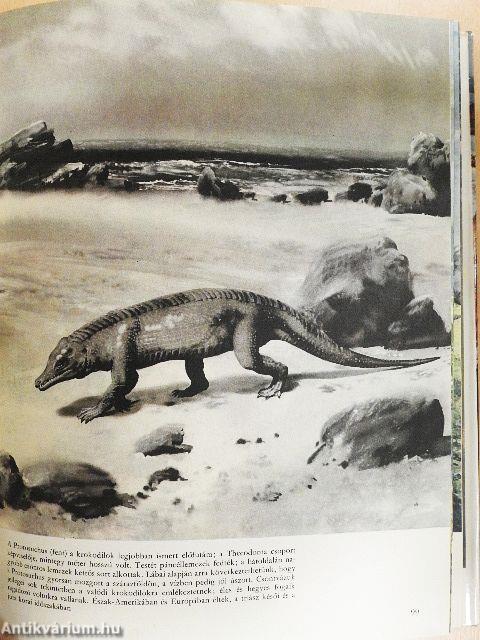 Élet az ember előtt