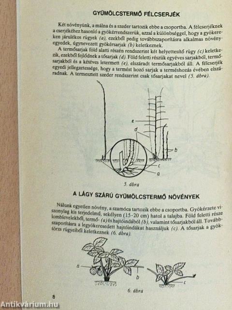 Gyümölcsfák alakító metszése