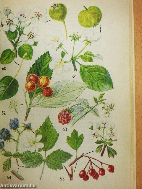 Kis növényhatározó 