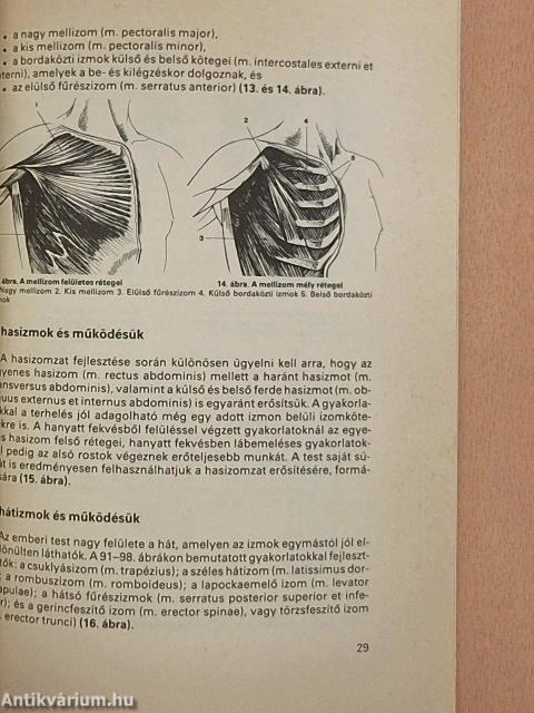 Testépítés, izomfejlesztés