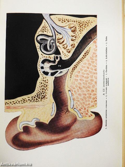 Ophthalmodefektologia