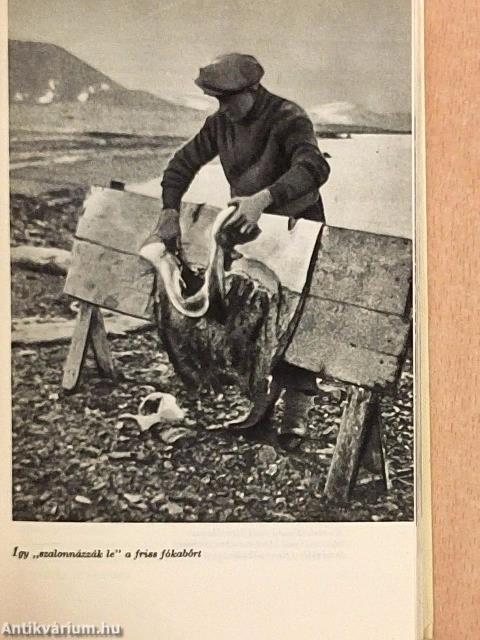 Asszony az Arktiszon