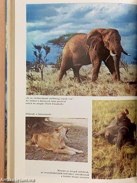 Húsz év Afrika szívében