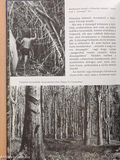Az őserdők világa