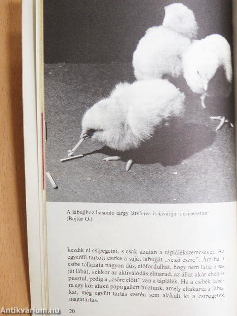 Kis etológia