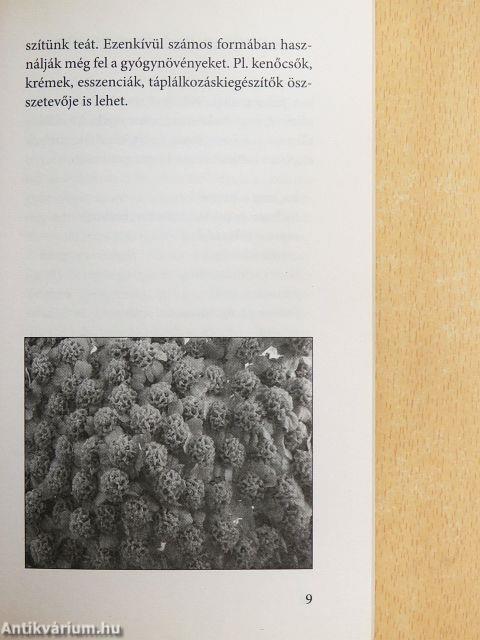 Gyógynövény ABC