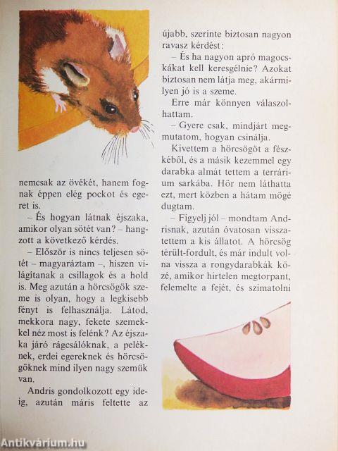 Kedvencem, az aranyhörcsög