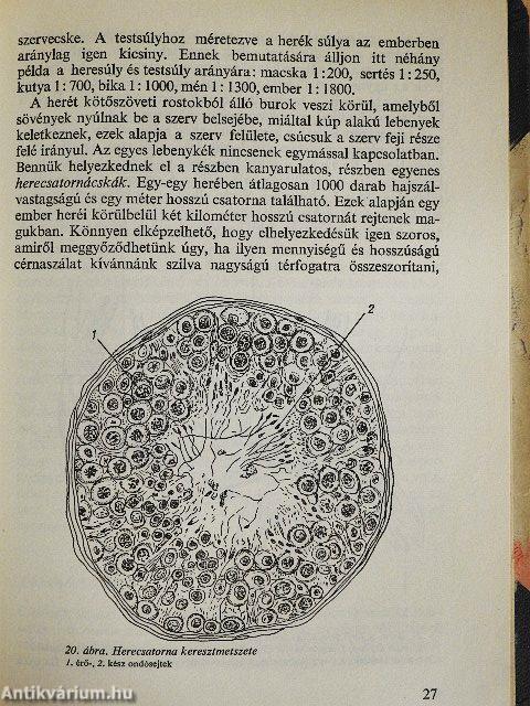 Fogamzás-szabályozás