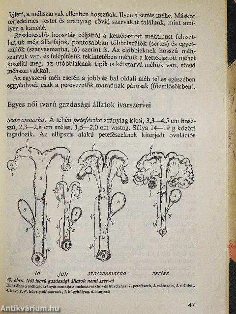 Fogamzás-szabályozás