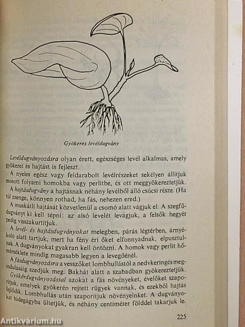 Kiskerti tanácsadó
