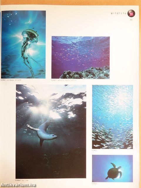 Bavaria Bildagentur 36