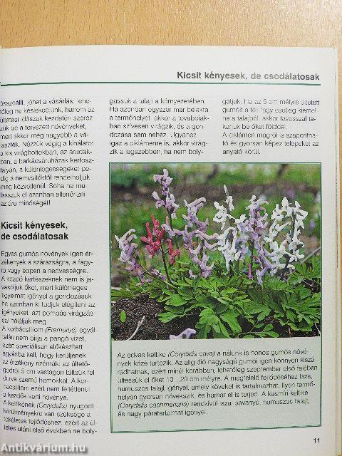 Hagymás virágok