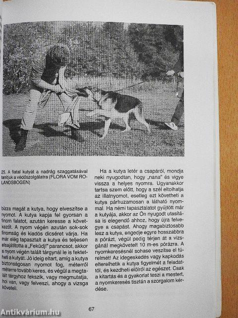 A német juhászkutya