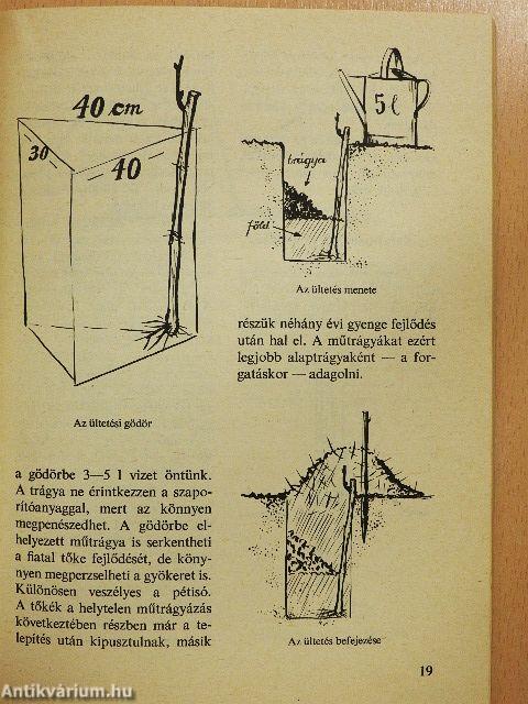 Szőlőlugas