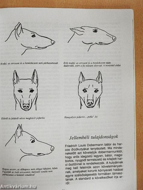 A dobermann