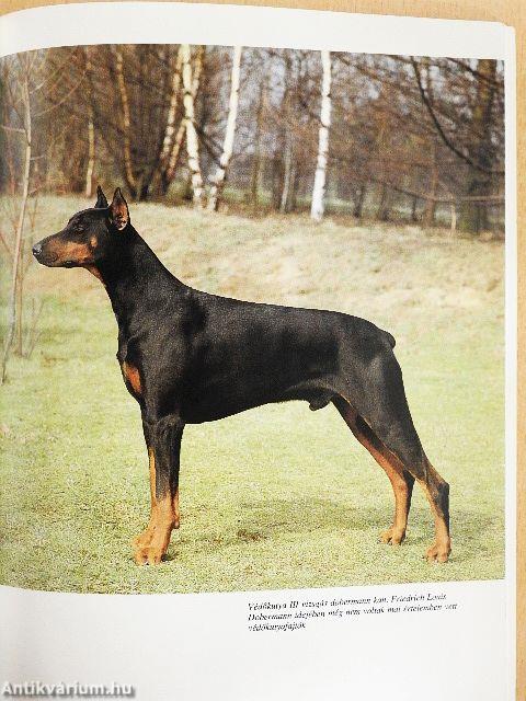A dobermann