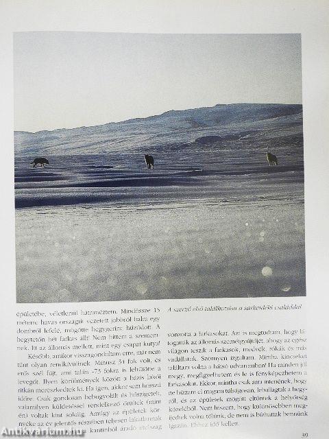 A sarki farkas