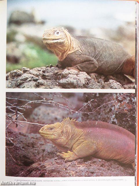 Galápagos