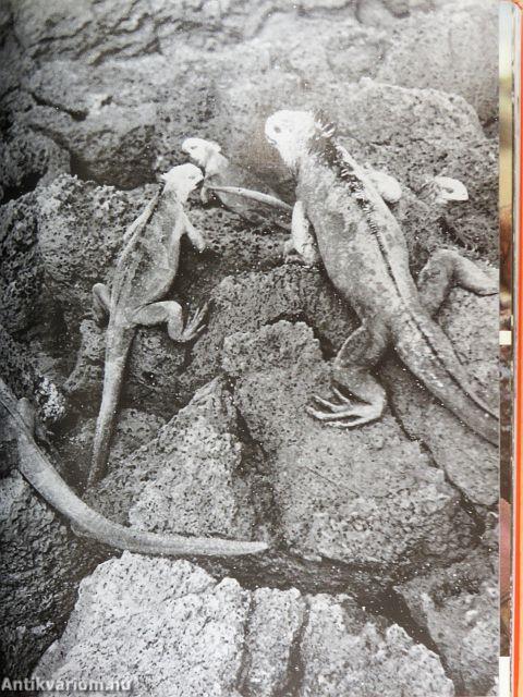 Galápagos