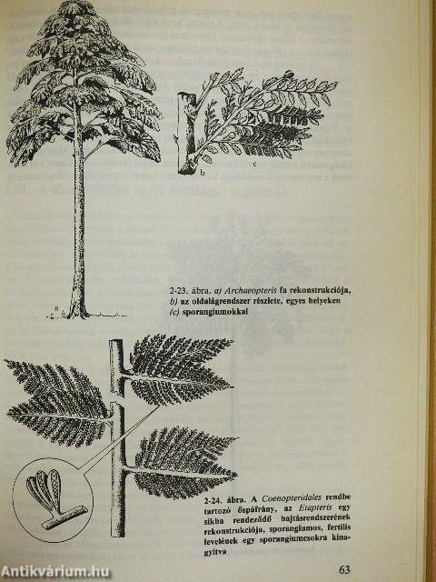 Evolúció II.